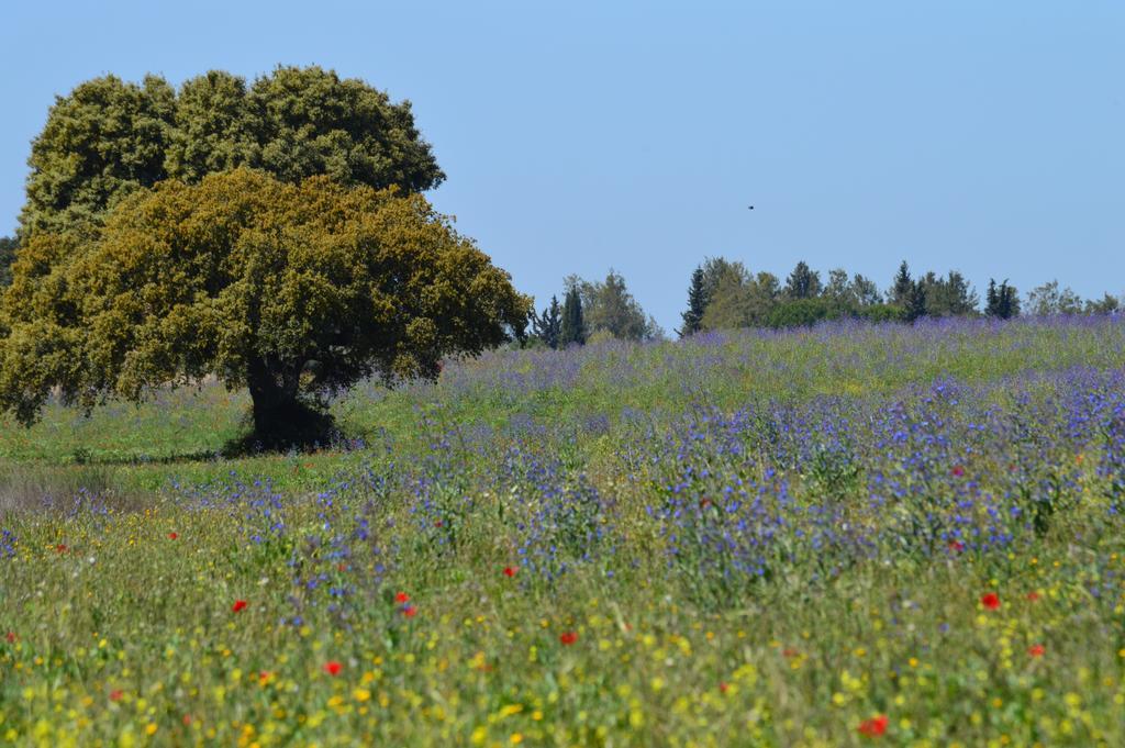 Monte Chalaca - Turismo Rural Ferreira Do Alentejo Exterior foto